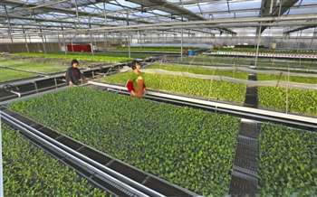 科技賦能，綠色轉型 溱湖濕地農業生態園以工廠化育苗引領現代農業新篇章
